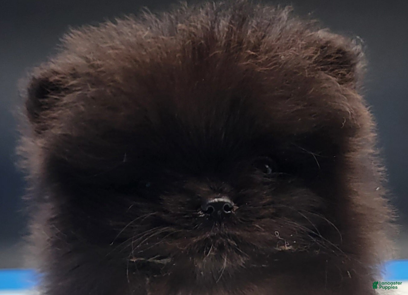 Pomeranian dogs Pomeranian Puppy 1 - Ad 25