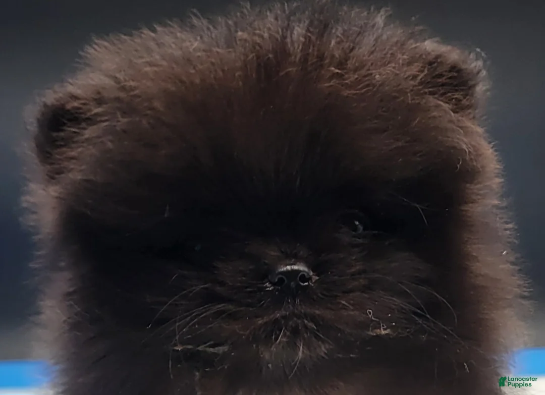 Pomeranian dogs for sale: Pomeranian Puppy 1 - Ad 1