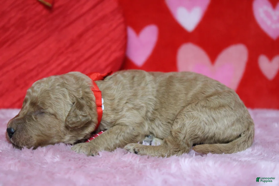 Goldendoodle dogs for sale: Pibb - Ad 6