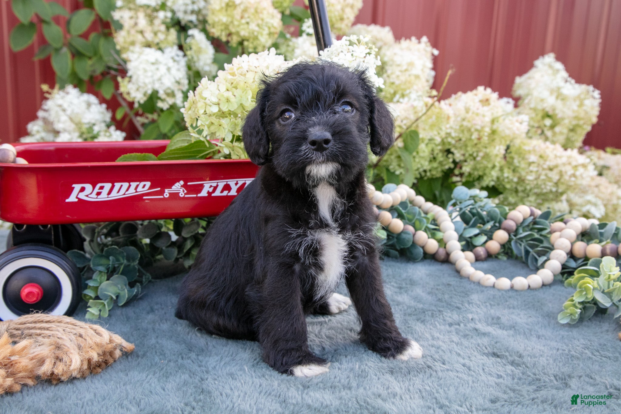 Schnoodle dogs Hannah - Ad 2