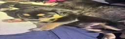 American Pit Bull Terrier dogs for sale: American Pit Bull Terrier 5 - Ad 13