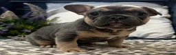 French Bulldog dogs for sale: Fox - Ad 4