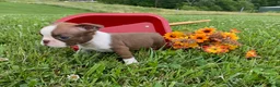 Boston Terrier dogs for sale: Pennie - Ad 3