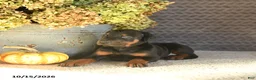 Doberman Pinscher dogs for sale: Echo - Ad 5