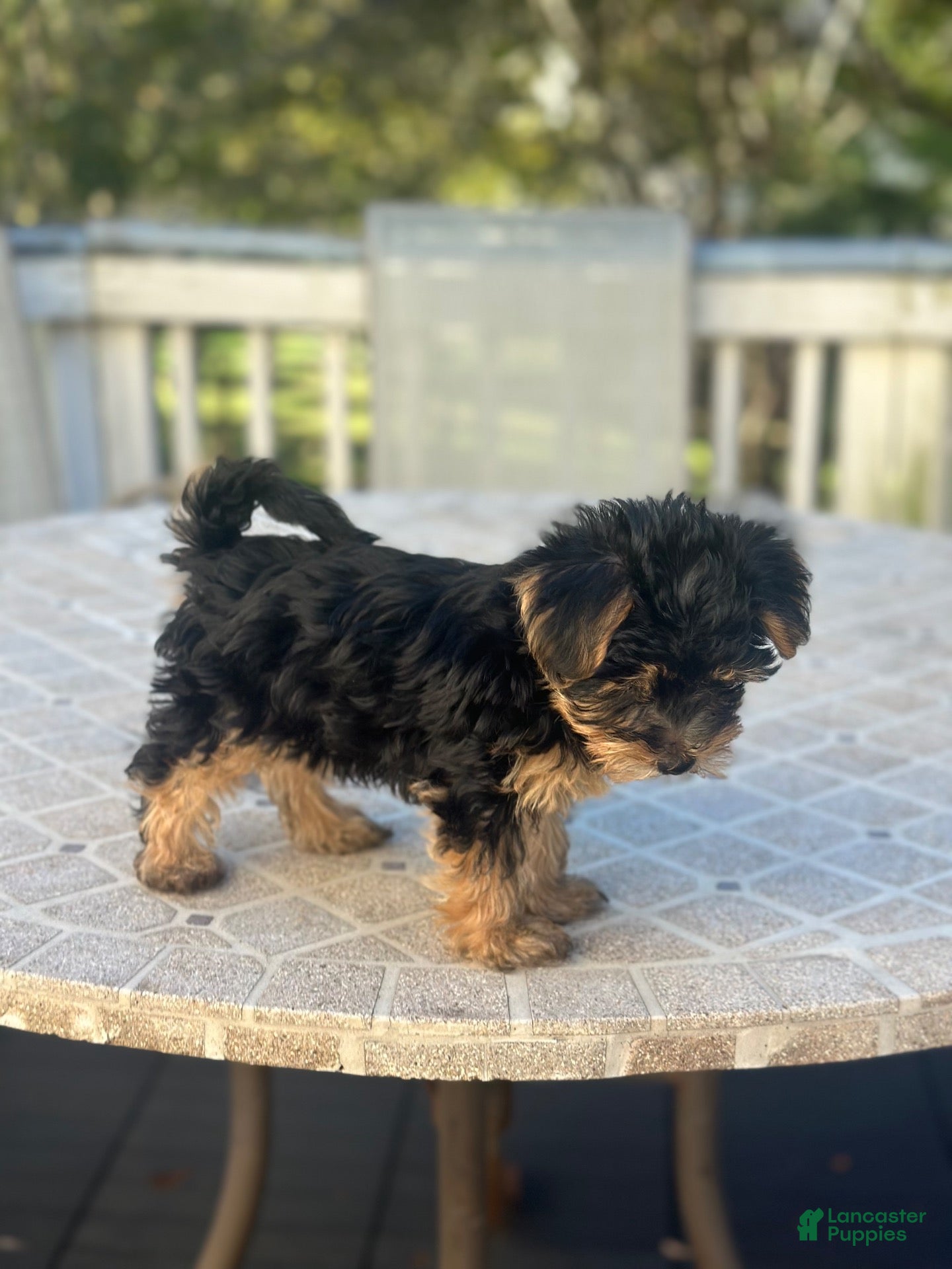 Yorkshire Terrier dogs Yorkshire Terrier 1 - Ad 1
