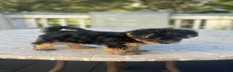 Yorkshire Terrier dogs for sale: Yorkshire Terrier 1 - Ad 1