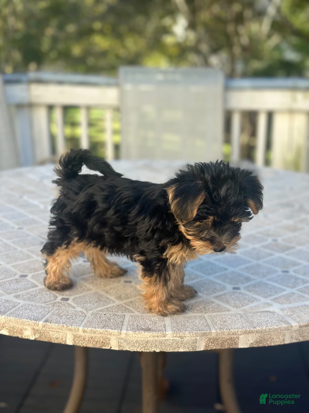 Yorkshire Terrier dogs for sale: Yorkshire Terrier 1 - Ad 1