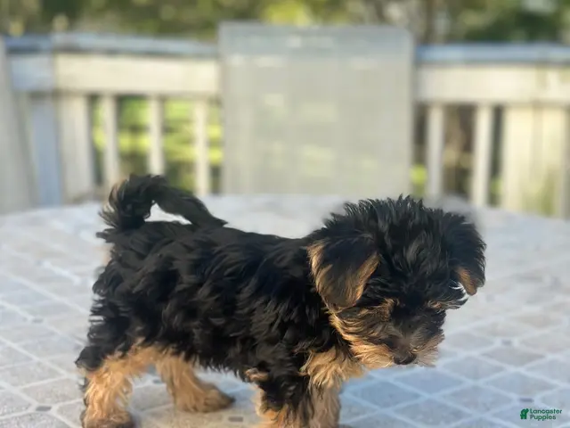 Yorkshire Terrier dogs Yorkshire Terrier 1 - Ad 1