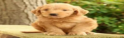 Mini Goldendoodle dogs for sale: Molly - Ad 9