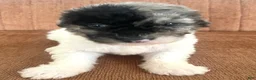 Mixed Breed dogs for sale: Sylvia - Ad 9