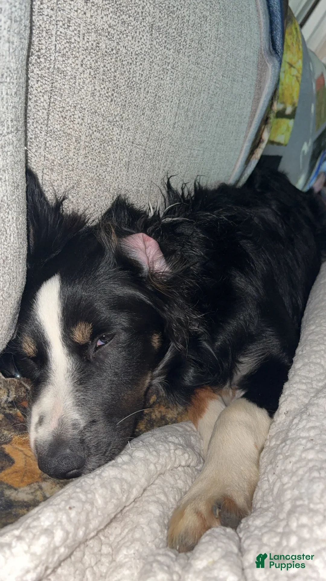 Australian Shepherd dogs for sale: Australian Shepherd Puppy 2 - Ad 2