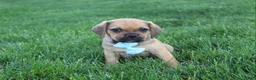 Puggle dogs for sale: Rusty - Ad 5