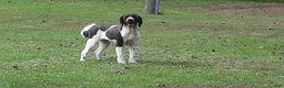 Saint Berdoodles dogs for sale: Gemma - Ad 2