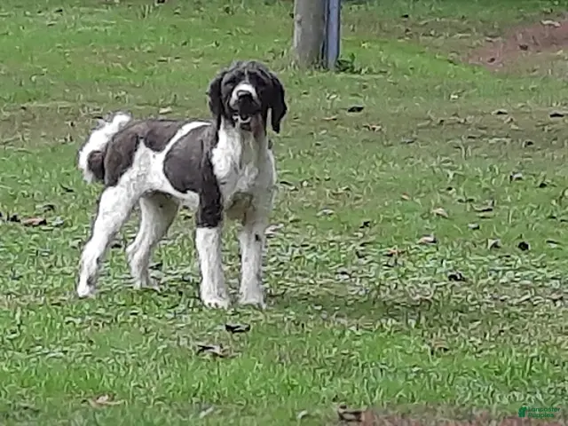 Saint Berdoodles dogs for sale: Gemma - Ad 2