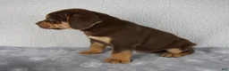 Beabull dogs for sale: Axle - Ad 3