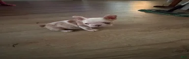 French Bulldog 3