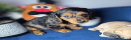 Miniature Dachshund dogs for sale: Miniature Dachshund estrella - Ad 2