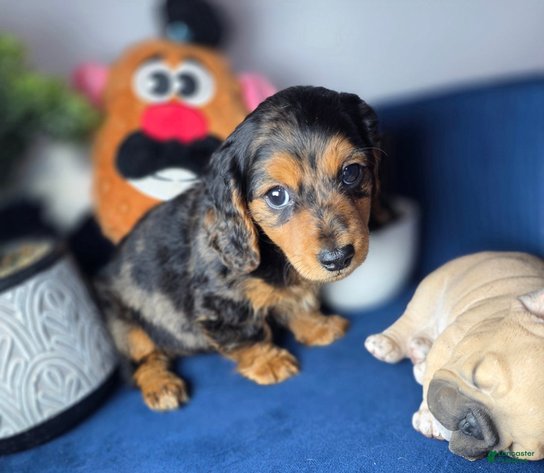 Miniature Dachshund dogs for sale: Miniature Dachshund estrella - Ad 2