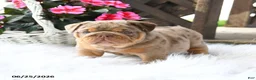 English Bulldog dogs for sale: Champ  - Ad 4