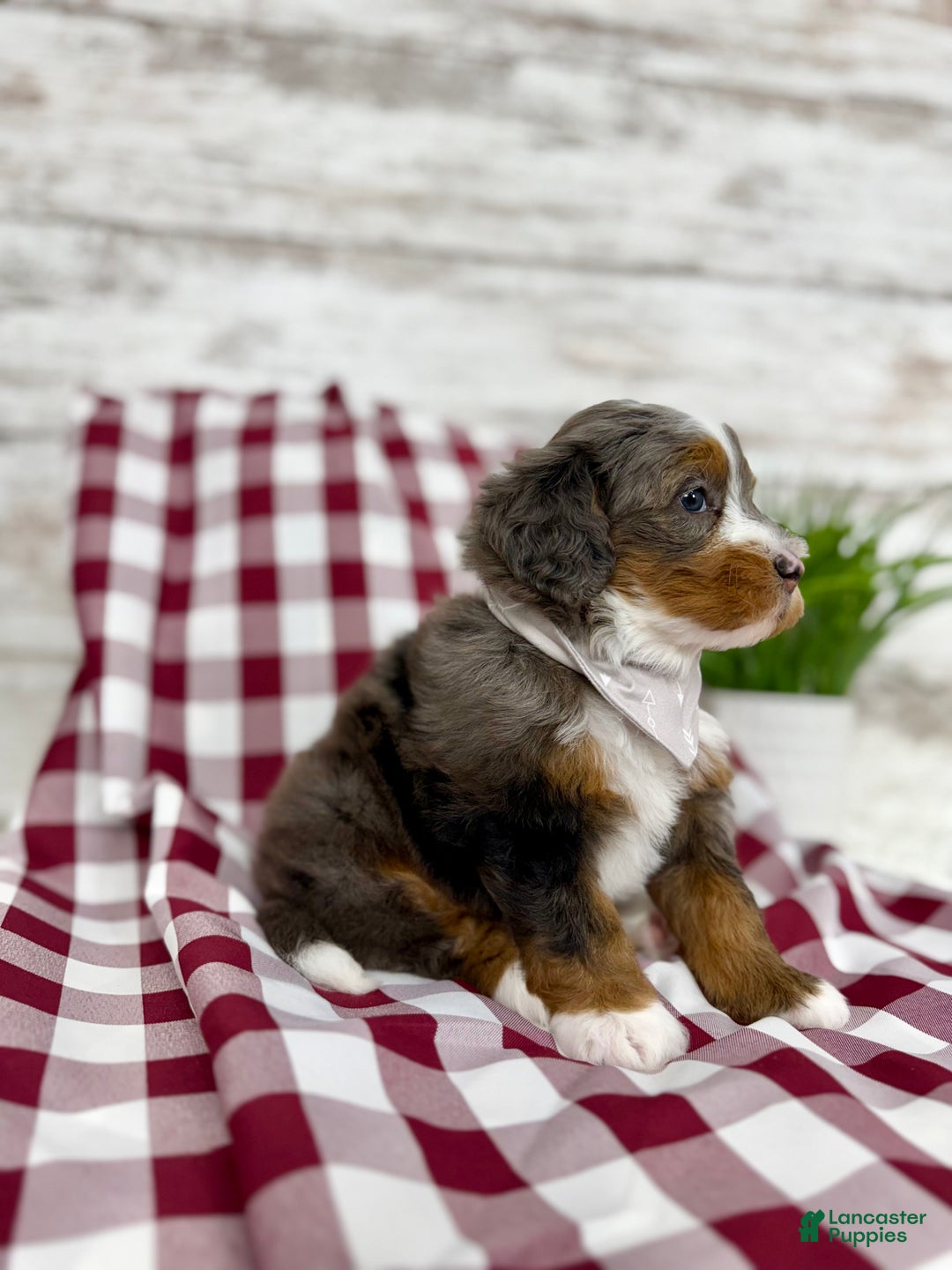 Mini Bernedoodle dogs for sale: Sophia - Ad 4