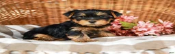 Yorkshire Terrier dogs for sale: Candy Cane AKC Champion Bloodline - Ad 3