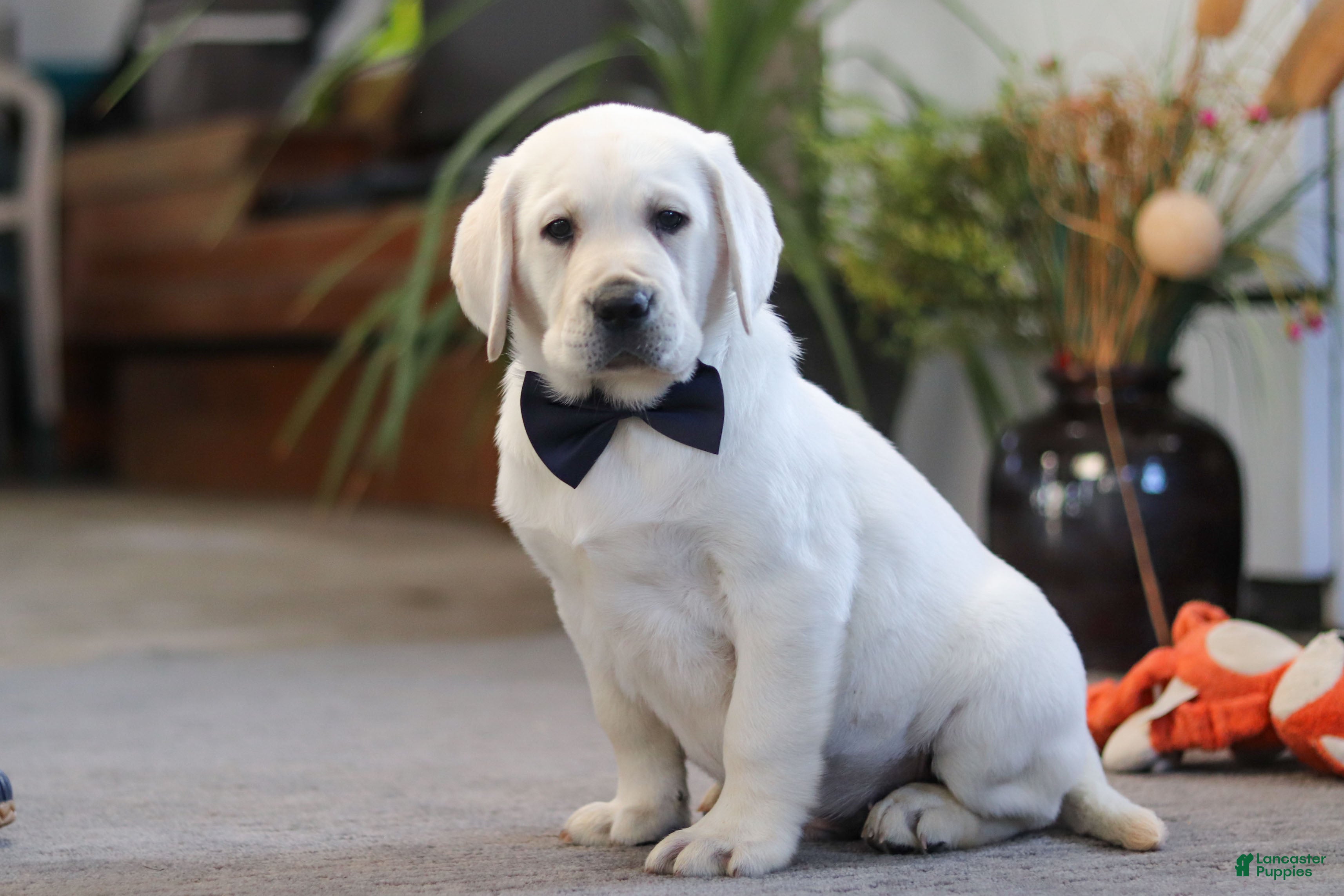 Labrador Retriever dogs Buster - Ad 8