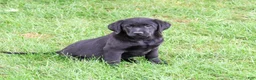 Labrador Retriever dogs for sale: Mario - Ad 4