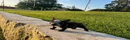 American Bully dogs for sale: Sweet Pea - Ad 5