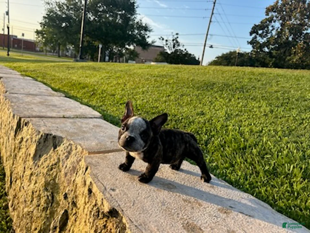 American Bully dogs for sale: Sweet Pea - Ad 5