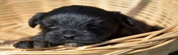 Yorkiepoo dogs for sale: Yorkiepoo Pepper - Ad 4