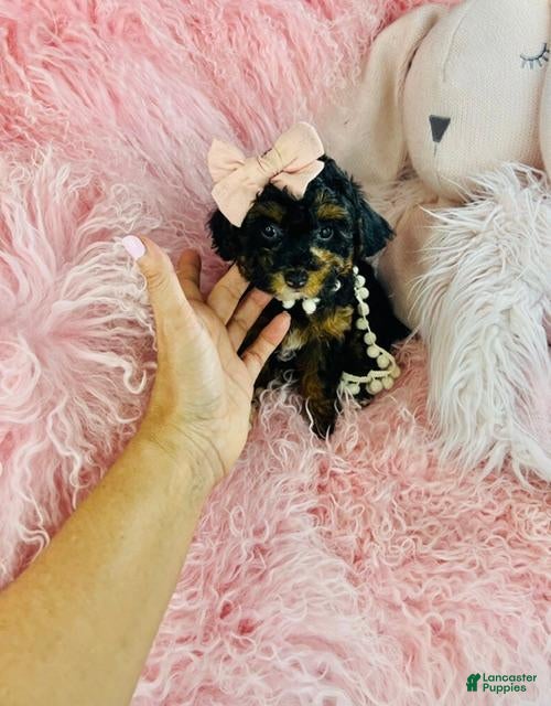 Toy Poodle dogs Toy Poodle 1 - Ad 1