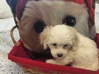 Coton De Tulear dogs Coton De Tulear Puppy 1 - Ad 29