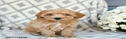 Maltipoo dogs for sale: Justin - Ad 4