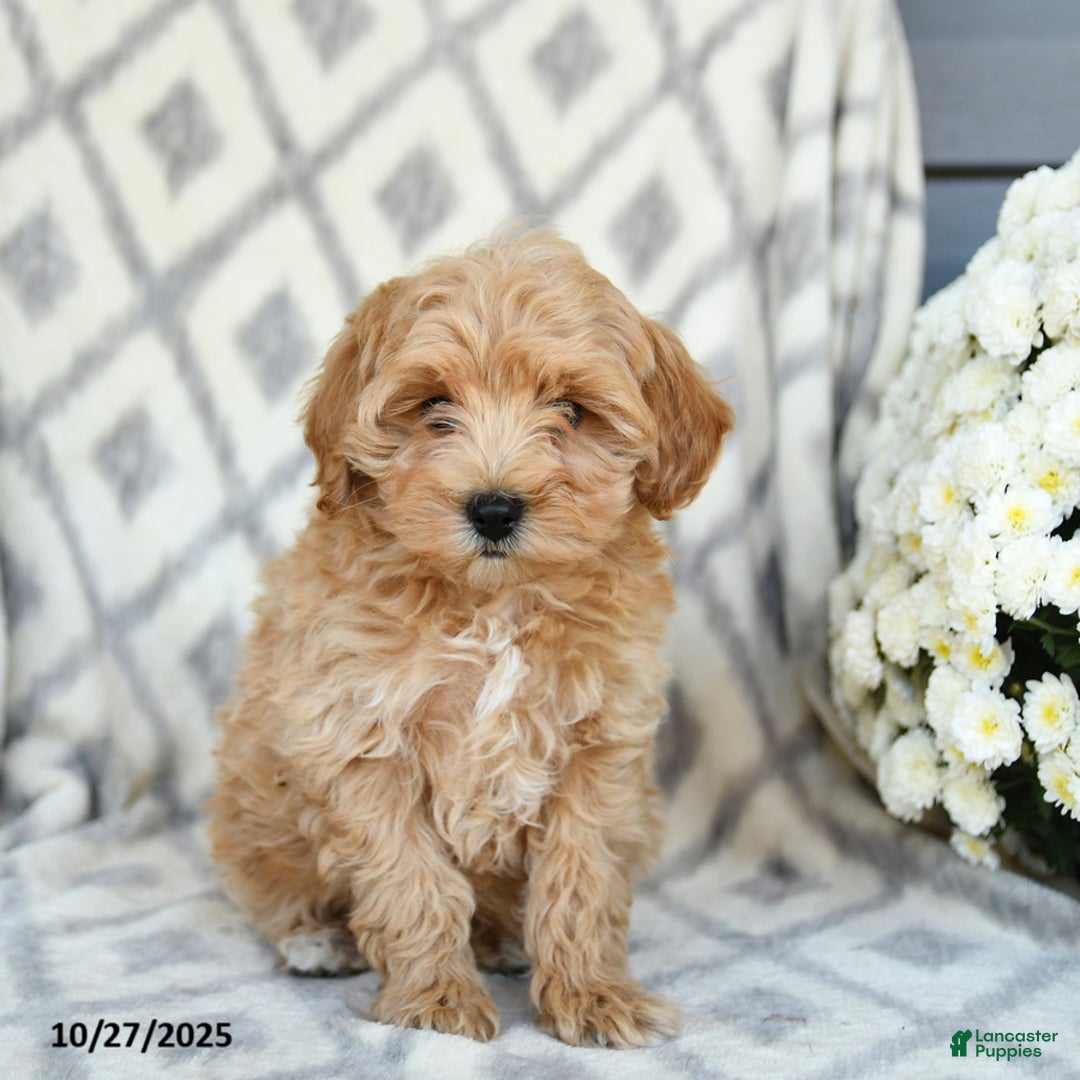 Maltipoo dogs for sale: Justin - Ad 4