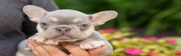 French Bulldog dogs for sale:  Regina🎀 - Ad 8
