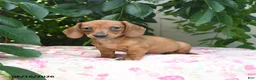 Miniature Dachshund dogs for sale: Woody - Ad 2