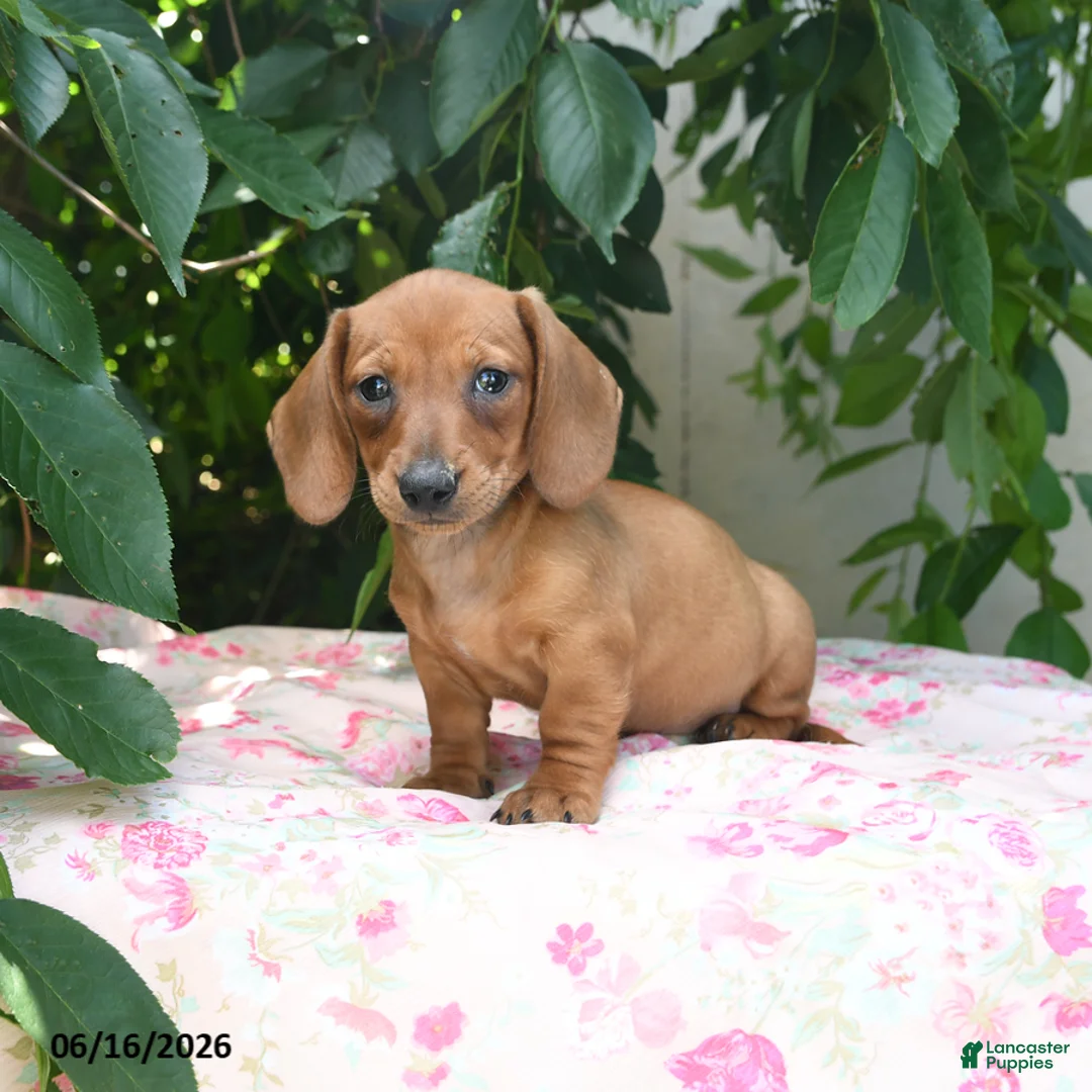 Miniature Dachshund dogs for sale: Woody - Ad 2