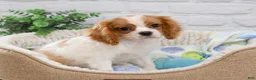 Cavalier King Charles Spaniel dogs for sale: Keanu  - Ad 2