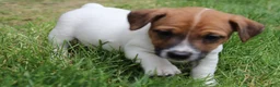 Jack Russell Terrier dogs for sale: Riley - Ad 7
