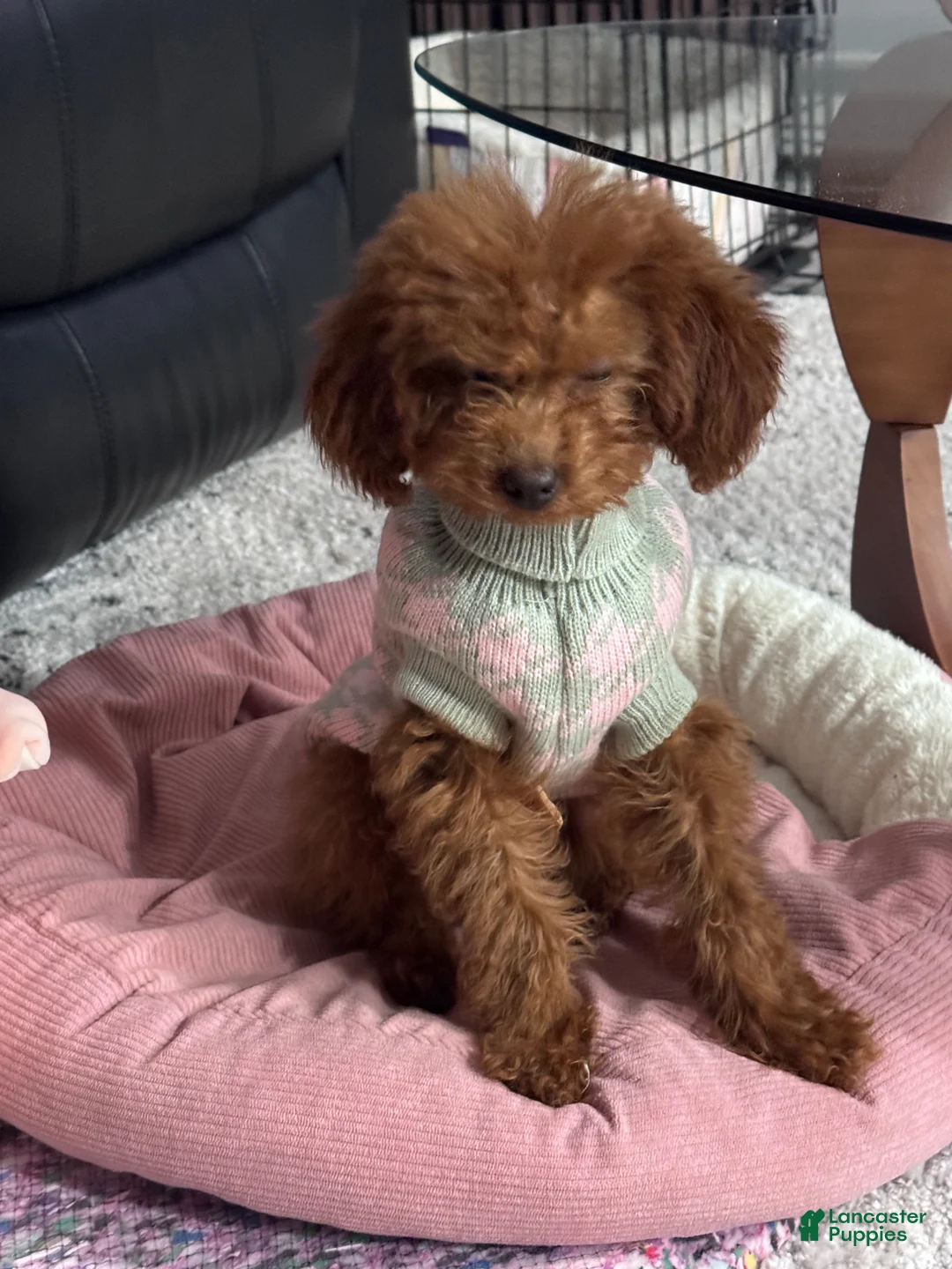 Miniature Poodle dogs for sale: Miniature Poodle Puppy 1 - Ad 5