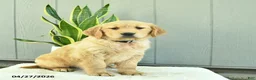 Golden Retriever dogs for sale: Sugar  - Ad 4