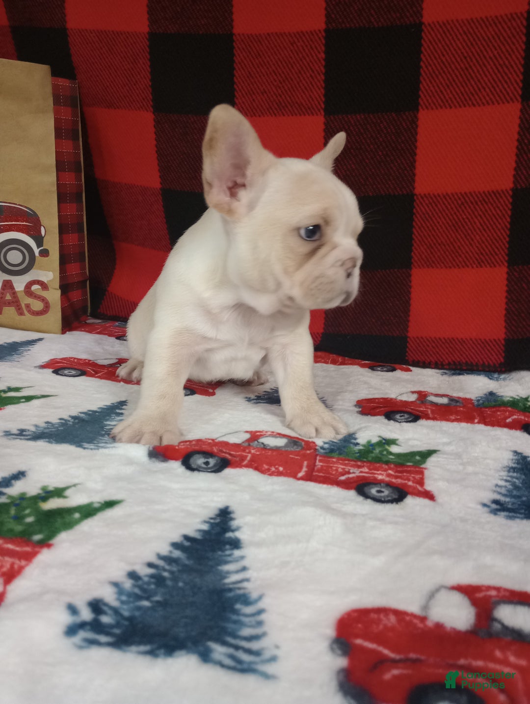 French Bulldog dogs for sale: Justin  - Ad 4