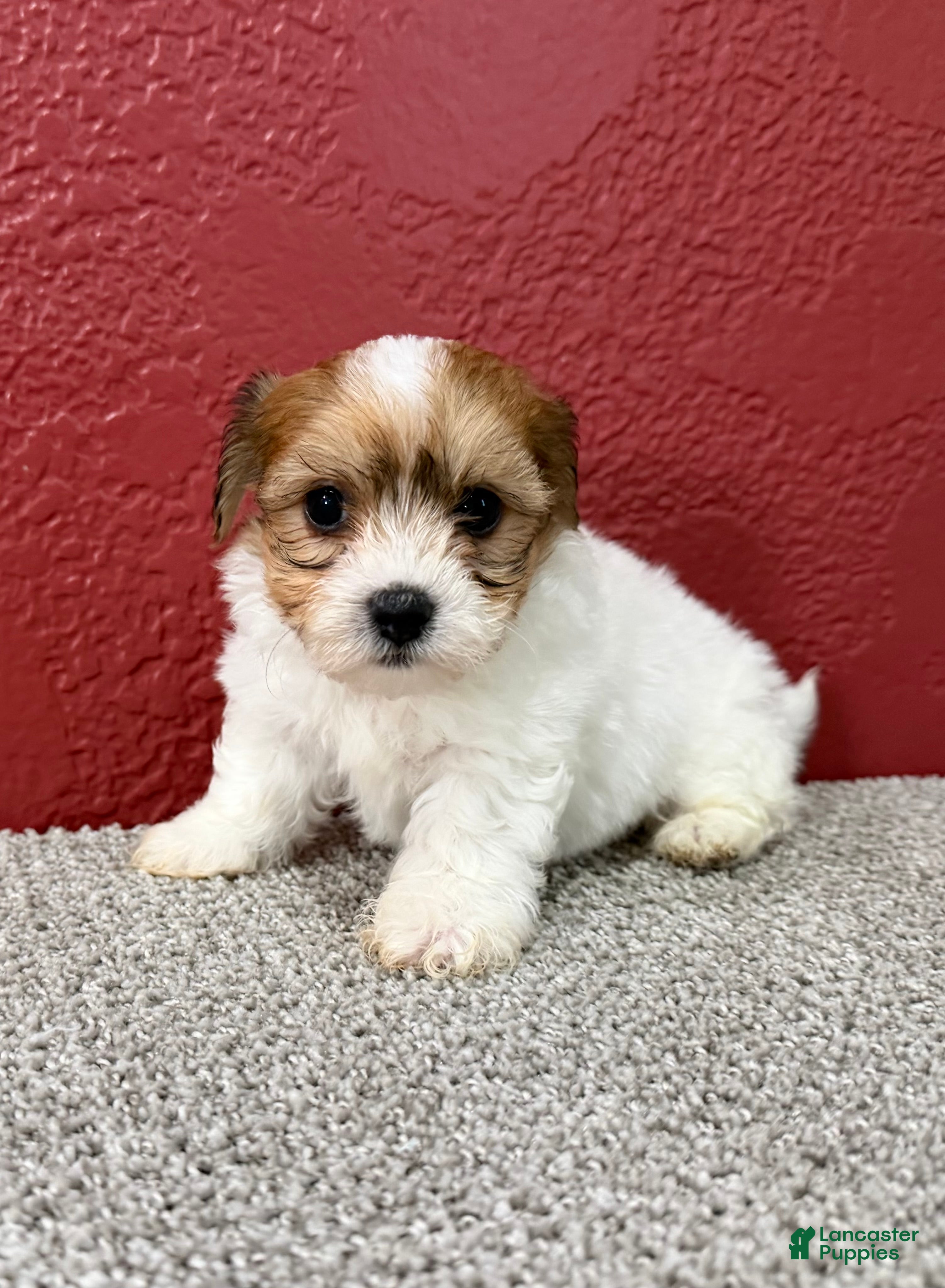 Teddy Bear dogs Jasper - Ad 1