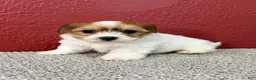 Teddy Bear dogs for sale: Jasper - Ad 1