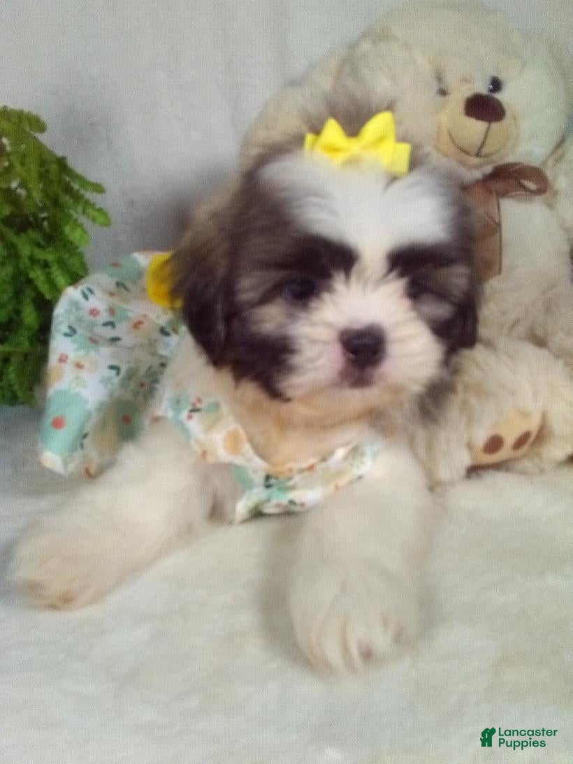 Shih Tzu dogs Macy - Ad 2