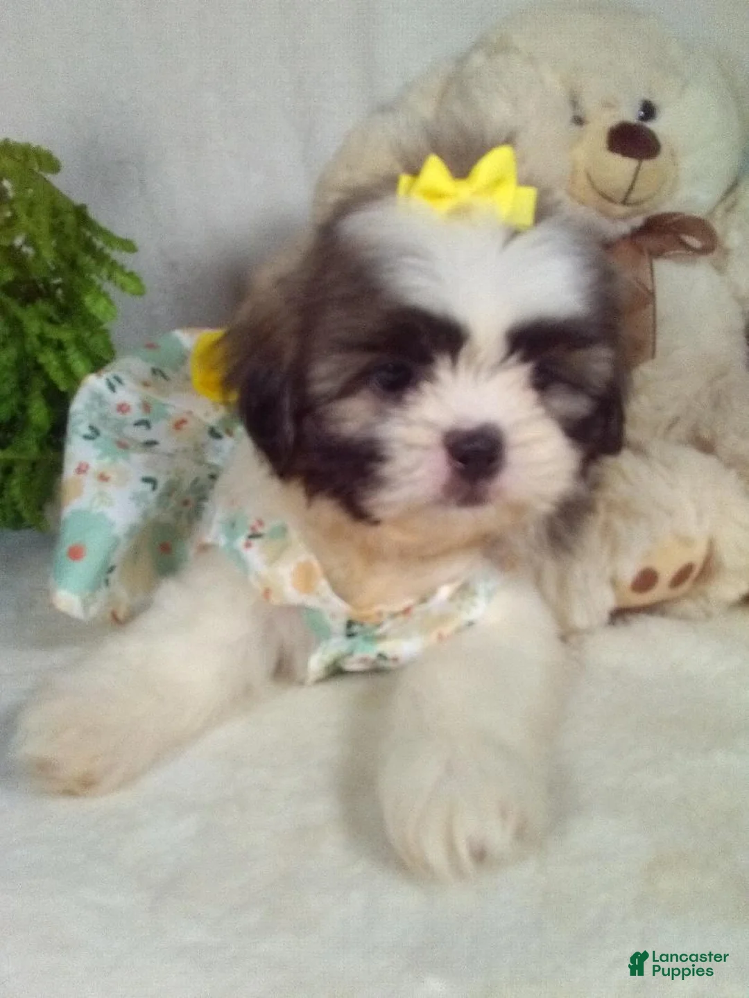 Shih Tzu dogs for sale: Macy - Ad 2