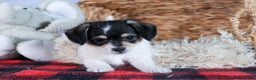 Chipoo dogs for sale: Kenzie - Ad 15