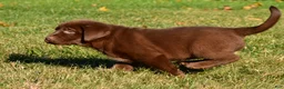 Labrador Retriever dogs for sale: Mira - Ad 10