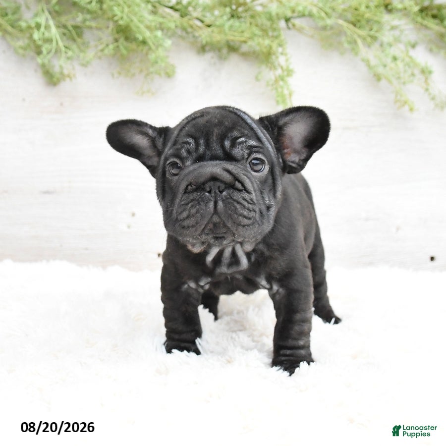French Bulldog dogs Macy - Ad 2