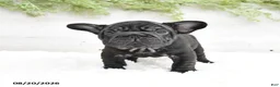 French Bulldog dogs for sale: Macy - Ad 2